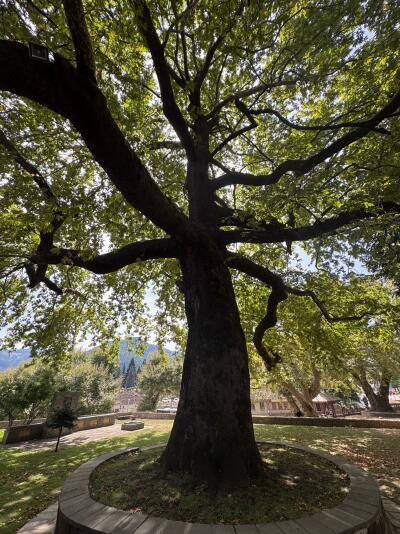 Bukiet z Eldrut pokazowy 😎