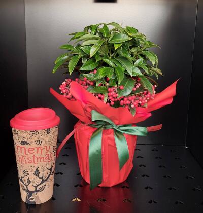 Bukiet z KW-0141-23 - Toruń KOSYNI...