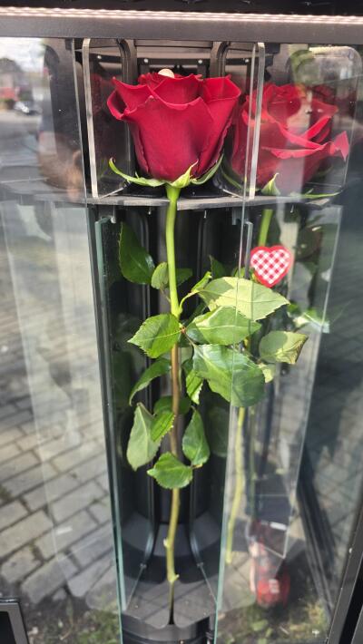 Bouquet from SISIFlowers BB Hałcn�...