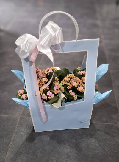 Kwiaty doniczkowe z Kwiatomat Tuber...