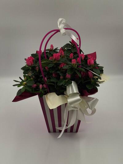 Bukiet z Kwiatomat Tuberoza