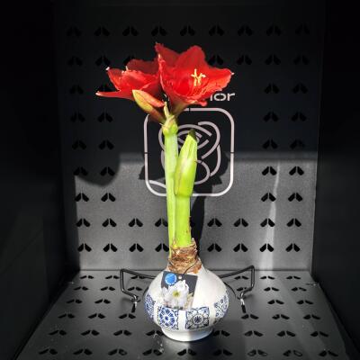 Amarylis Bolesławiecki