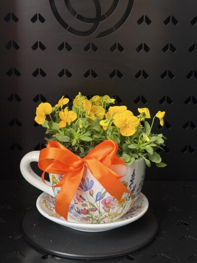 Bratkowa filiżanka z Dom Kwiatów ...