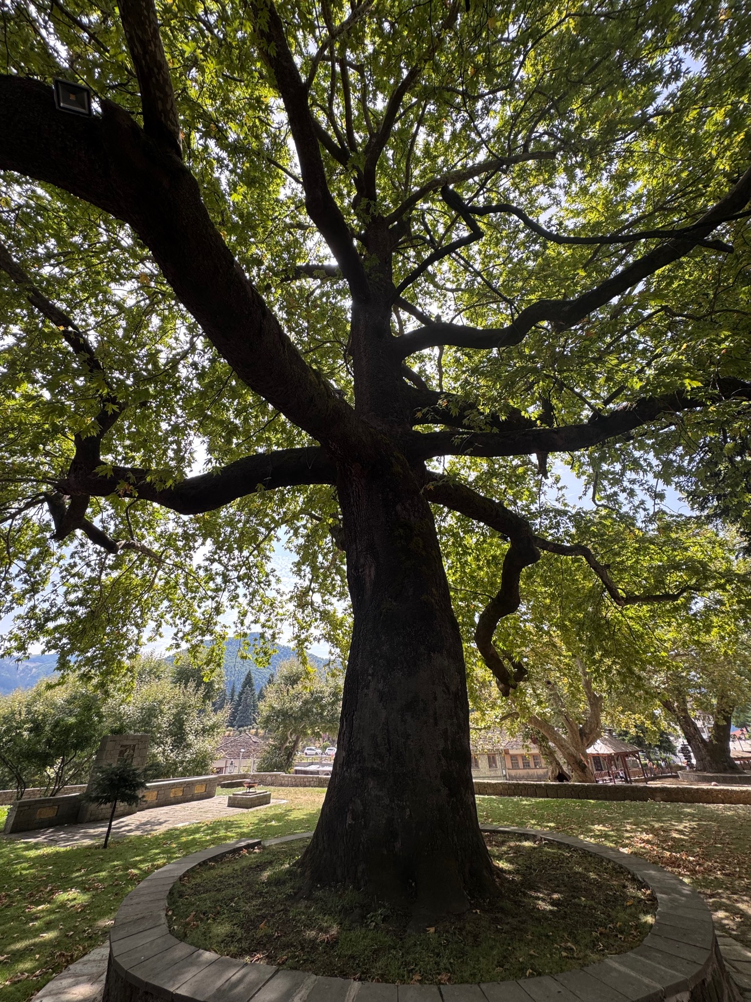 Bukiet z Eldrut pokazowy 😎